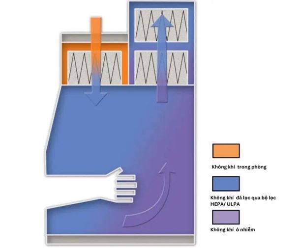 luồng khí trong tủ an toàn sinh học cấp 3